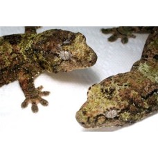 Gecko musgo - Mniarogekko chahoua